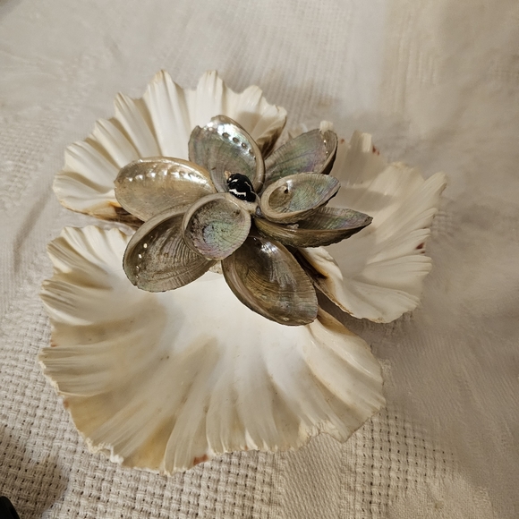 Vintage Real Shell Trincket holder Soap Dish Tropical Beach Decor MOP Bear Claw - Picture 7 of 7